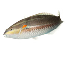 A Red Shoulder Wrasse Collected from Temae Reef