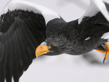 Steller's Sea Eagle (Haliaeetus Pelagicus) Flying  Kamchatka  Russia