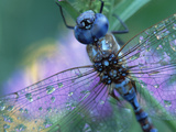 Southern Hawker Dragonfly (Aeshna Cyanea) Close Up  Moisture on Wings  New Mexico
