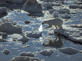 A Young Polar Bear Carefully Navigates a Disintergrating Ice Pack