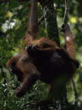 A Baby Orangutan  Pongo Pygmaeus  Clings to its Mother Eating Leaves