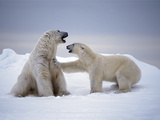 A Female Polar Bear Rejecting the Advances of a Massive Male