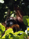Adult Male Orangutan  Pongo Pygmaeus  in a Tree