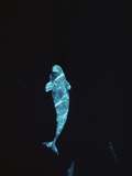 Beluga (Delphinapterus Leucas) Whale at 200 Feet Underwater  Lancaster Sound  Nunavut  Canada