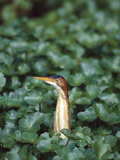 Least Bittern (Ixobrychus Exilis) Among Wetland Plants  Anahuac Nat'l Wildlife Refuge  Texas
