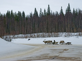 Komi Reindeer Herder Drives His Team Along a Dangerous Melting Stream