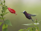 Snowcap (Microchera Albocoronata) Hummingbird Male Foraging  Costa Rica
