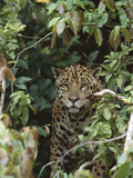 Jaguar (Panthera Onca) in Dense Forest  Pantanal  Brazil