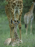 Giraffe (GiraffaCamelopardalis) Calf and Mother  NgorongoroConservation Area  Tanzania  East Africa