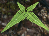 Fern with Water Drops in Bako Nat'l Park  Sarawak  Malaysia