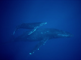 Humpback Whale (Megaptera Novaeangliae) Mother and Calf  Hawaii