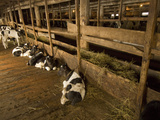 Calves Being Raised for Veal are Protected from the Cold in a Barn