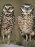 Burrowing Owl (Athene Cunicularia) Pair on Sand Mound Near Burrow Entrance  Florida