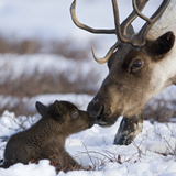 Caribou (Rangifer Tarandus) Mother and Calf Nuzzling  Kamchatka  Russia