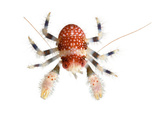 A Squat Lobster Collected from a Sample of Coral Reef