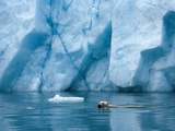 A Polar Bear Swims in Front of a Glacier