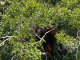 Male Orangutan  Pongo Pygmaeus  Climbs Through the Canopy