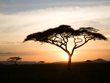 A Acacia Tree in the Serengetti