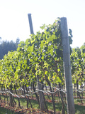 A Vineyard Basks in the Afternoon Summer Sun