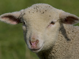 Portrait of a Lamb a Couple of Days Old