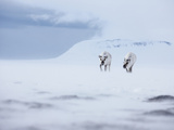 Reindeer Push Through an Extreme Blizzard