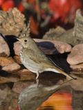 Hermit Thrush (Catharus Guttatus) Standing in Water  Santa Rita Mountains  Arizona
