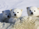 Polar Bear (Ursus Maritimus) Cubs Peeking over Mother  Wapusk Nat'l Park  Manitoba  Canada