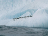Chinstrap Penguin (Pygoscelis Antarctica) Group on Iceberg  Palmer Peninsula  Antarctica