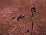 Verbena Bonariensis and Muhlenbergia Capillaris Seeds