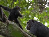 Chimpanzees Resting High in the Forest Canopy