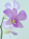 Close Up of a Purple Orchid in a Hotel Lobby