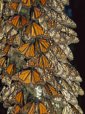 Monarch (Danaus Plexippus) Butterfly Cluster  Michoacan  Mexico