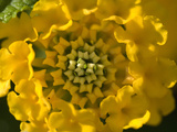 Close Up Detail of Radial Symmetry in a Yellow Flower