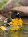 Baltimore Oriole (Icterus Galbula) Male Bathing  Rio Grande Valley  Texas