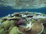 Great Barrier Reef Near Port Douglas  Queensland  Australia