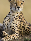 Cheetah (Acinonyx Jubatus) Adult Female Portait  Maasai Mara Reserve  Kenya
