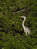 Cocoi Heron (Ardea Cocoi)  Cuiaba River  Pantanal  Brazil