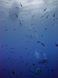 Divers Descend Through Schools of Fish to Reach the Reef Below