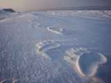 Polar Bear Tracks on Sea Ice