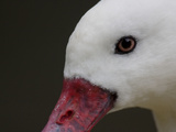 Close Up of the Head of the Smallest Swan Species