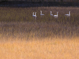 Whooper Swan (Cygnus Cygnus) Group Feeding in Marsh  Norway