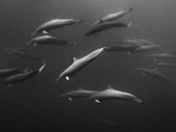 Spinner Dolphin Travel in Schools Along the Coast of Costa Rica