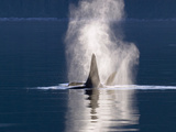 Orca (Orcinus Orca) Pair Spouting  Southeast Alaska