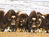 Muskoxen Protect their Young by Forming a Circle