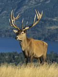 Red Deer (Cervus Elaphus) Stag on Hillside  South Island  New Zealand