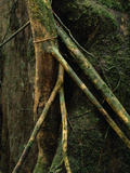 Female Orangutan  Pongo Pygmaeus  with Her One-Year-Old Baby in Tree