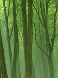 Morning Mist in the Early Summer  Jasmund National Park  Ruegen  Germany