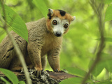 Crowned Lemur (Eulemur Coronatus) Male  Ankarana Special Reserve  Madagascar