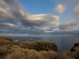 The Tussock Grass-Lined Shore of South Georgia