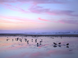 Shorebirds Foraging at Sunset  Pismo Beach  California